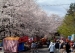 桜情報　　清水公...