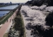 桜情報　　八千代...
