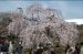 小石川後楽園 「...