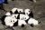 パンダの会