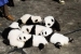 パンダの会