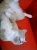 ねこ部
