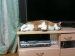猫がすき
