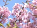 お花見・桜コミュニティ