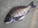入善・朝日・黒部の釣り