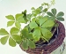 観葉植物とくらす