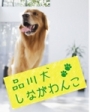 品川犬（しながわんこ）