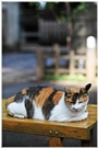 五反田猫（ごたんだキャッツ） 