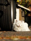 五反田猫（ごたんだキャッツ）
