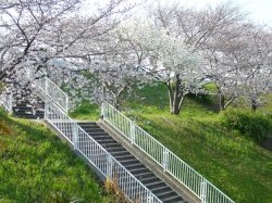 ビジネス旅館新宿:客室からの景色です。春になると桜などがきれいです。