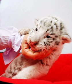 大連森林動物園（ダー リィェン セン リン ドン ウー ユェン）：生まれたばかりの虎の赤ちゃん