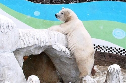 大連森林動物園（ダー リィェン セン リン ドン ウー ユェン）：北極熊は一歳の誕生日を迎えました。