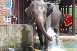 大連森林動物園（ダー リィェン セン リン ドン ウー ユェン）：象は自分でシャワーをします！