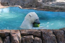 大連森林動物園（ダー リィェン セン リン ドン ウー ユェン）：北極熊は西瓜が好きです♪