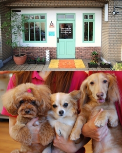 DoG CLOVeR　／　ドッグクローバー