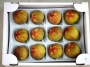 多伎いちじく（蓬莱柿）　いち早く販売開始