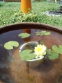 睡蓮の花が咲きました★ｂｙグラース