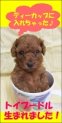 大人気犬種!!　プードル（毛色レッド）仔犬情報