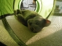 カフェ・占い・猫の店カフェドマイレです。２０１１年は本日２８日までです。来年は３日より営業します。