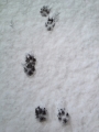 雪
