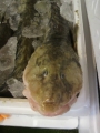 『特ダネ』の魚ありますよ！