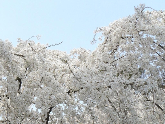 ★ノッティー通信★【春だ！桜だ！観光だ！！】