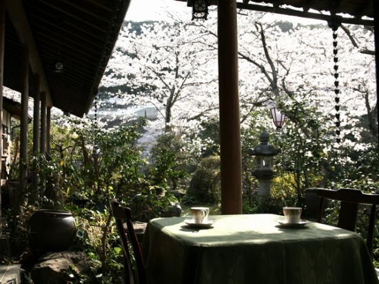 小田温泉のさくら情報