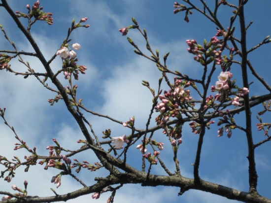 小田温泉のさくら第一号　開花！