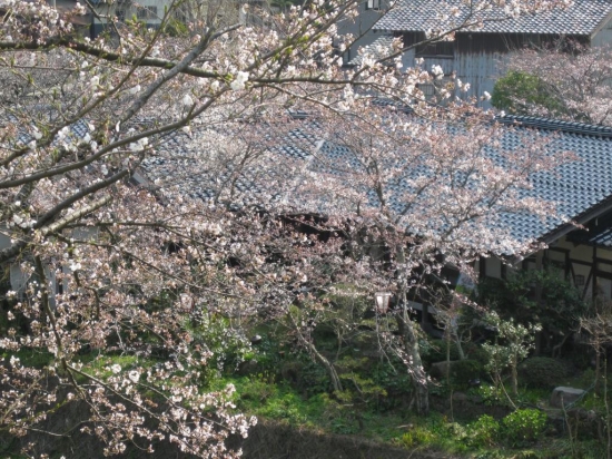 【小田温泉　さくら情報】　いよいよ満開