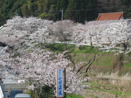 【小田温泉　さくら情報】　最高の見頃です。