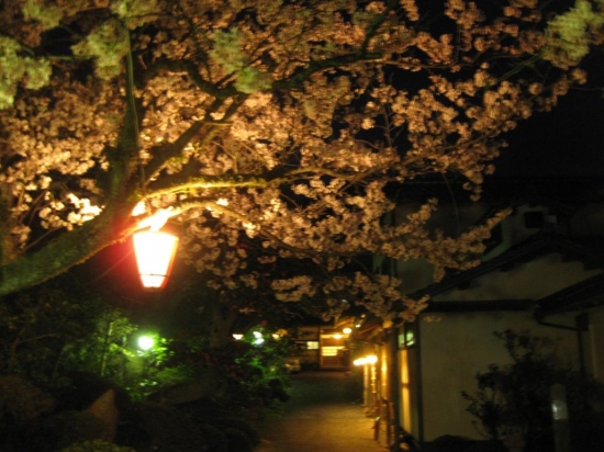 【小田温泉　さくら情報】　夜桜もいいですよ。
