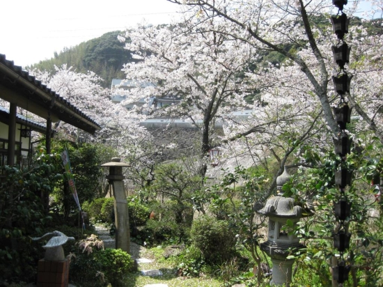 【小田温泉　さくら情報】　お花見もあとわずかです。