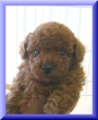 ☆Newフェイスです☆