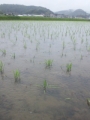 やまちゃんつぶやき★★雨降りで…♪★★