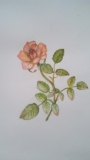 薔薇の絵