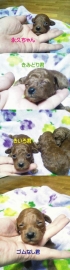 今日のBaby,s　【レッド編】