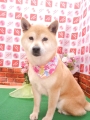 □■本日のワンちゃん～■□　愛犬のトリミングはお任せ♪　トリミング工房Shampoo