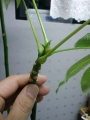 植物