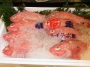 ～高級魚～