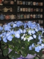 紫陽花の花、今満開です