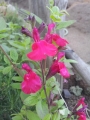 セージの花