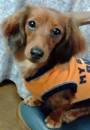 ※※足・腰のゆがみにはコレ☆骨盤矯正※※