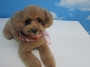 看板犬(^_-)-☆プリンちゃん