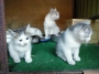 営業時間のご案内と子猫の里親募集