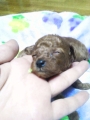 今日のBaby,s