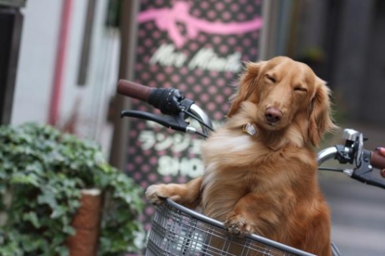 ☆看板犬☆