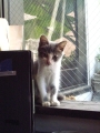 ねこ自慢写真展のお知らせ