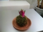 春が来た？