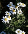 花粉の季節ですね･･･
