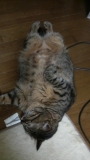 ぼくちん